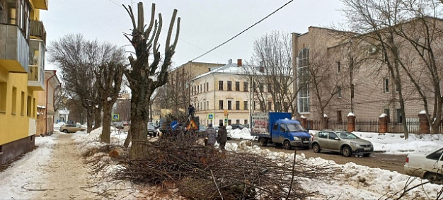 В Иванове рябину и ясень подстригли под клен